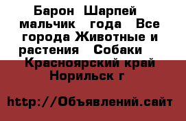 Барон (Шарпей), мальчик 3 года - Все города Животные и растения » Собаки   . Красноярский край,Норильск г.